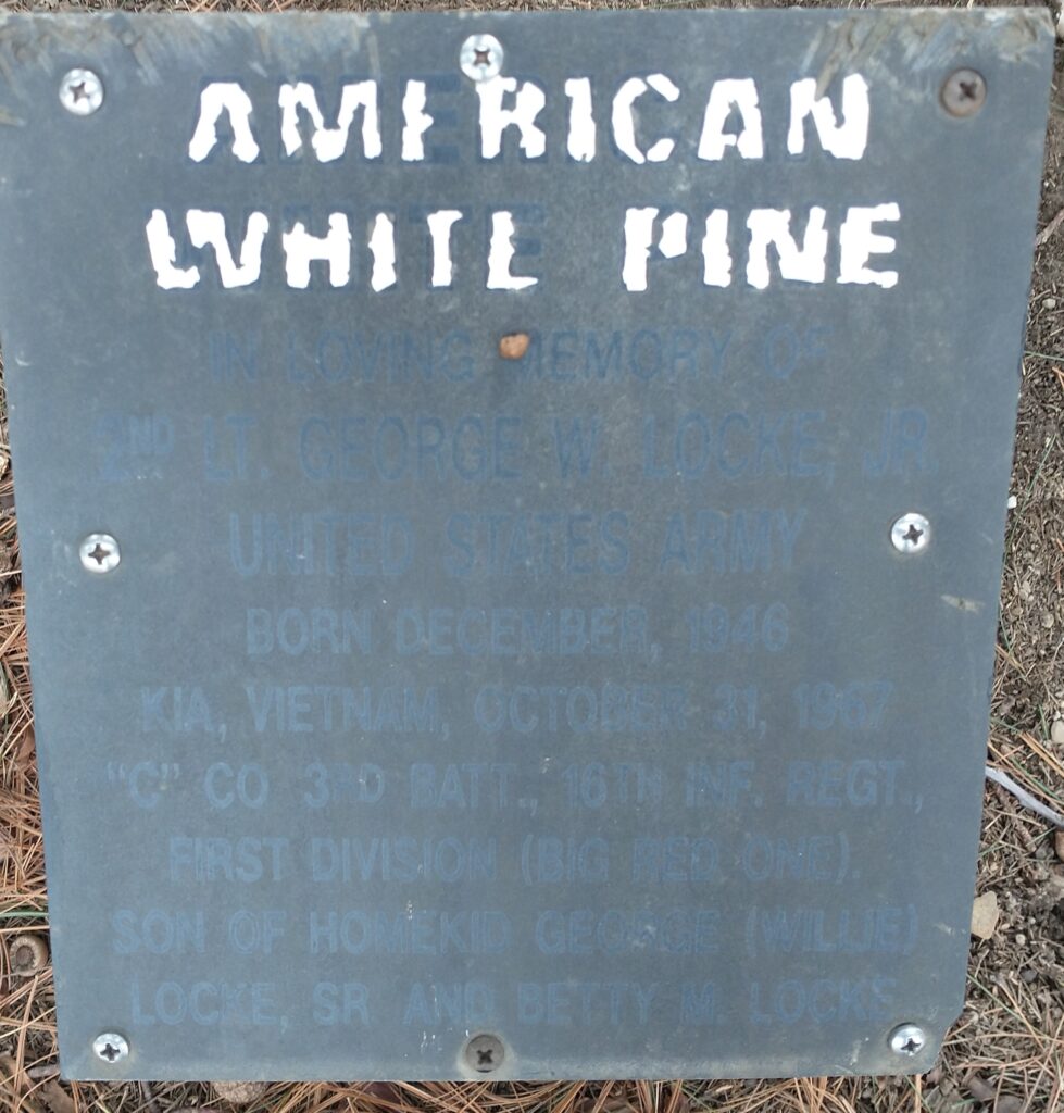2ND LT. GEORGE W. LOCKE, JR AMERICAN WHTIE PINE MEMORIAL TREE PLAQUE