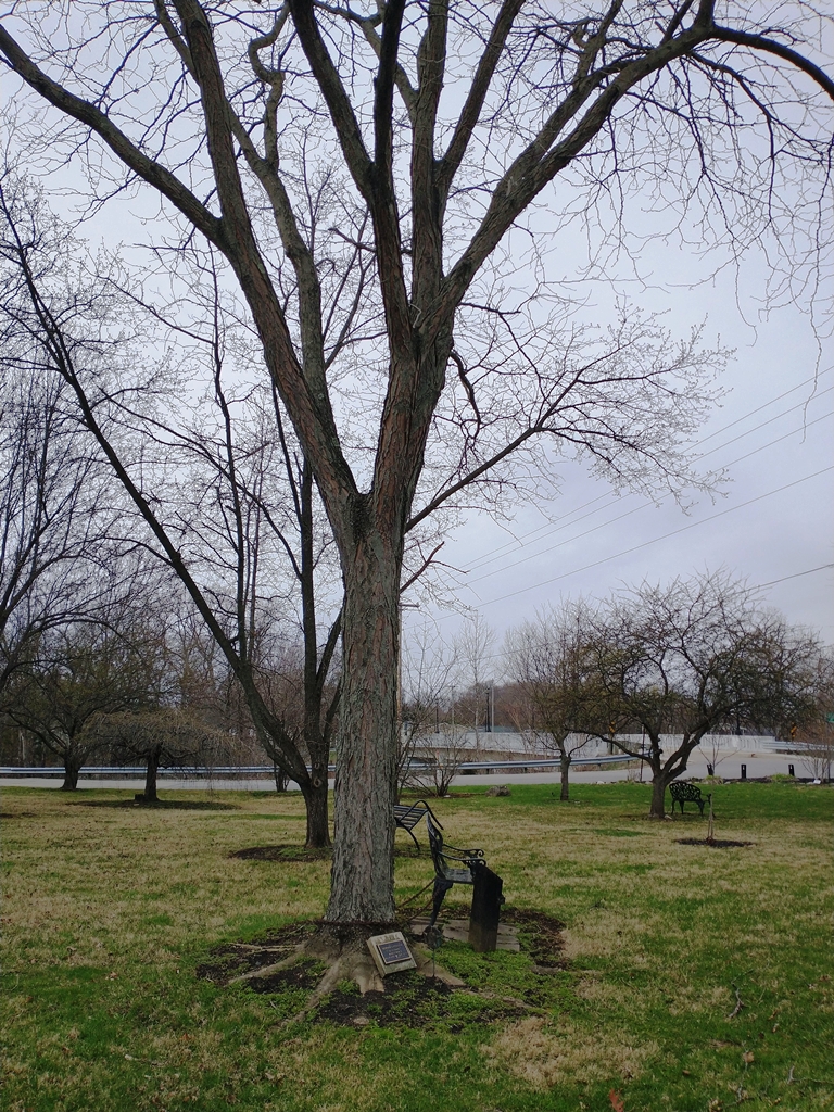EDWARD L POLLOCK MEMORIAL TREE