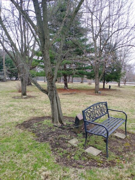 EARL HOGUE BRADFORD PEAR MEMORIAL TREE