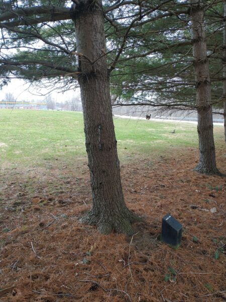 THE MOORE FAMILY WHITE PINE MEMORIAL TREE