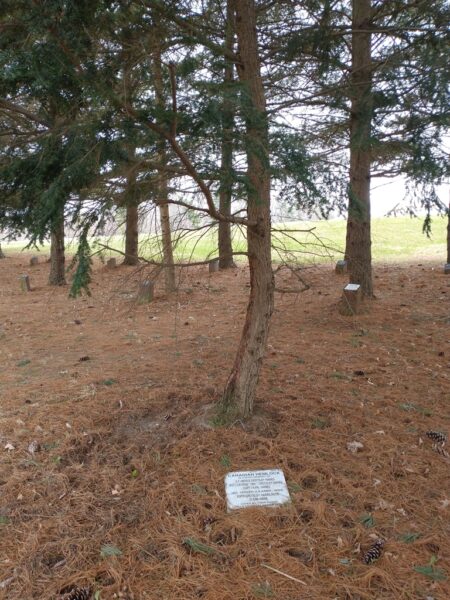THE HAINES FAMILY CANADIAN HEMLOCK MEMORIAL TREE