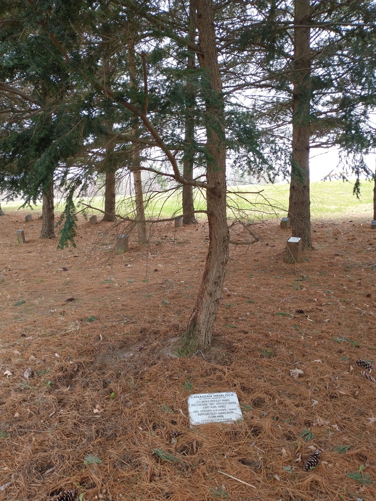 THE HAINES FAMILY CANADIAN HEMLOCK MEMORIAL TREE