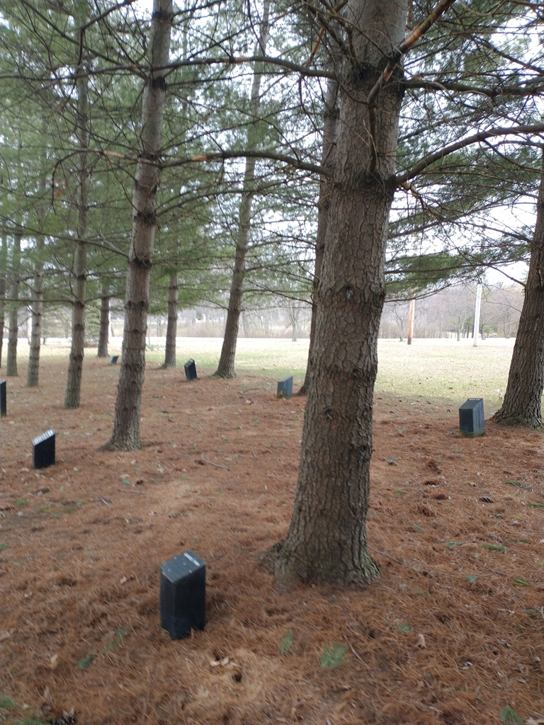 JOHN PERRY WHITE PINE MEMORIAL TREE