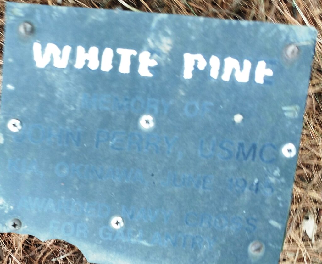 JOHN PERRY WHITE PINE MEMORIAL TREE PLAQUE
