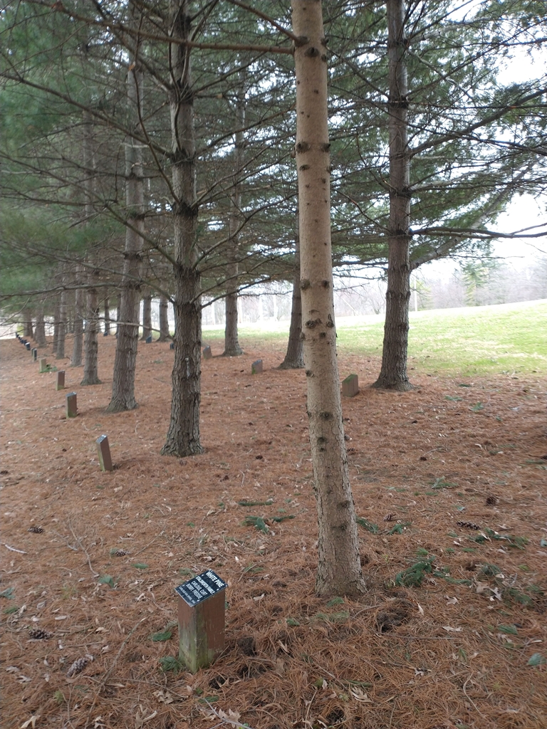 STALSWORTH FAMILY WHITE PINE MEMORIAL TREE