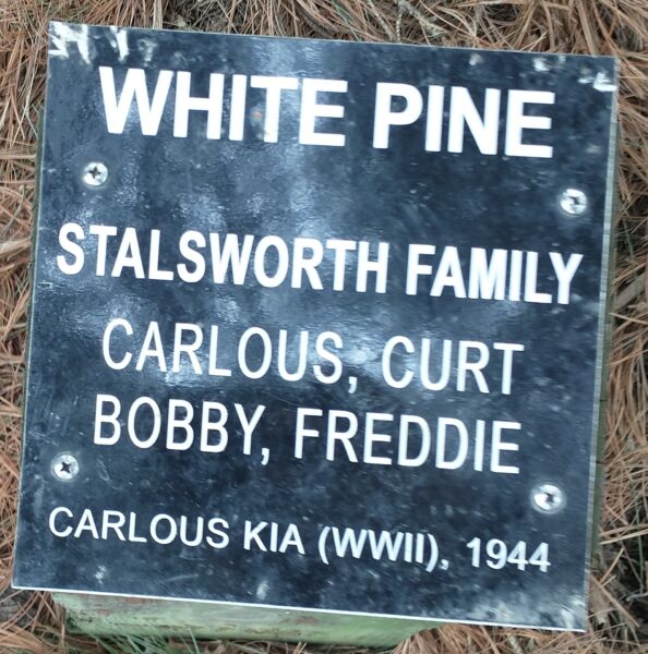 STALSWORTH FAMILY WHITE PINE MEMORIAL TREE PLAQUE