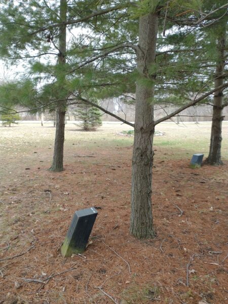 THOMAS GARDENER WHITE PINE MEMORIAL TREE