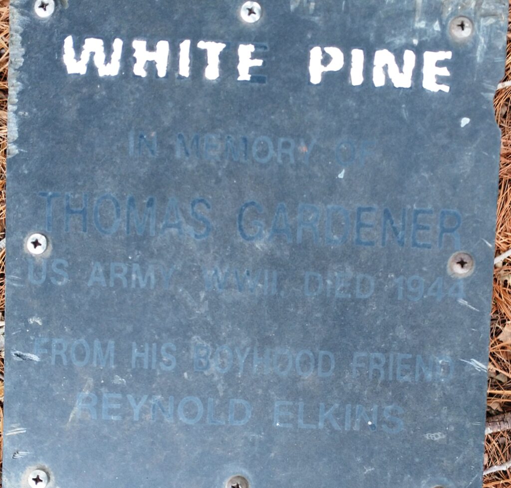 THOMAS GARDENER WHITE PINE MEMORIAL TREE PLAQUE