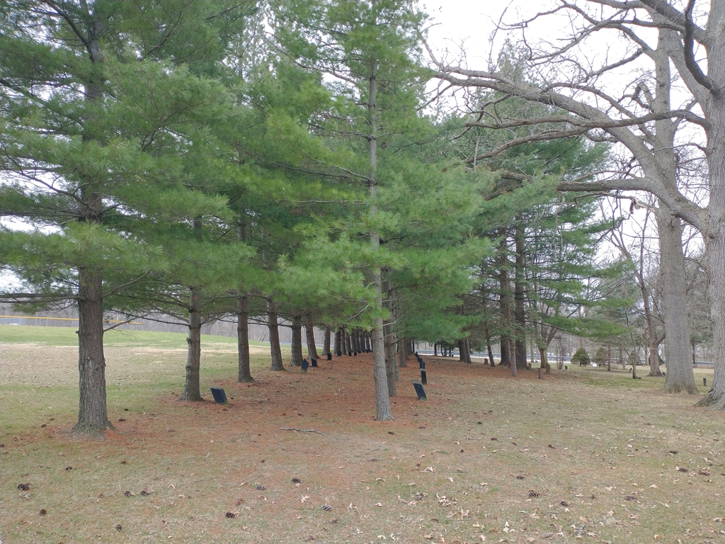 CMDR. LEON MORRIS CALIFORNIA WHITE PINE MEMORIAL TREE