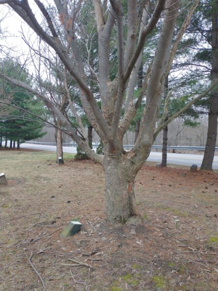 G/SGT. JAY C. BLAKEY ZELCOVA TREE MEMORIAL