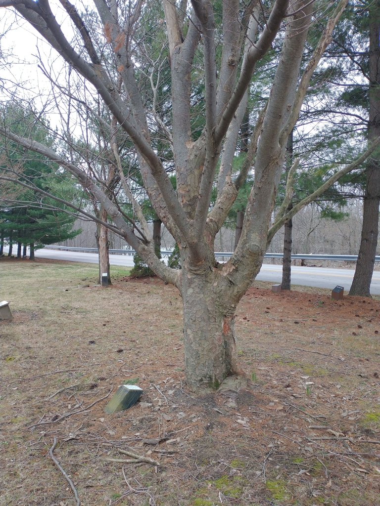 G/SGT. JAY C. BLAKEY ZELCOVA TREE MEMORIAL