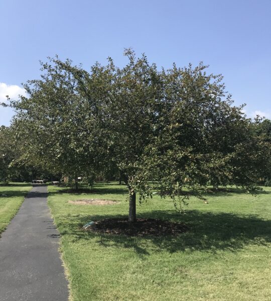 THIS TREE DEDICATED TO GEORGE WASHINGTON MEMORIAL