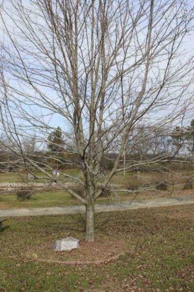 KOREAN WAR VETERANS MEMORIAL MAPLE TREE