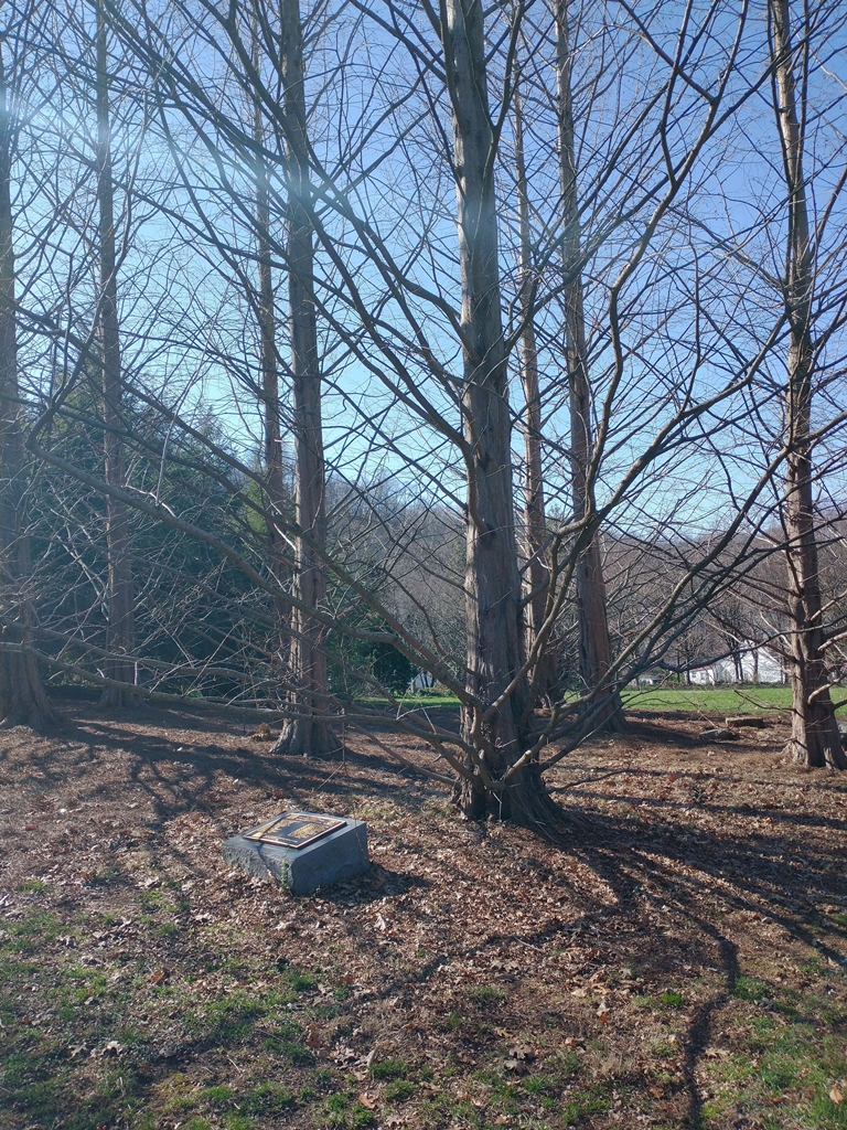 THE FREEDOM TREE DEDICATED TO KENTUCKIANS MEMORIAL