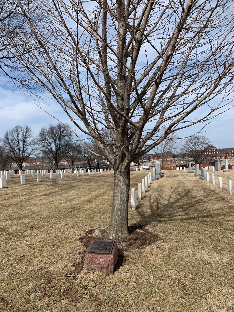 KHE SANH VETERANS MEMORIAL TREE SAINT LOUIS