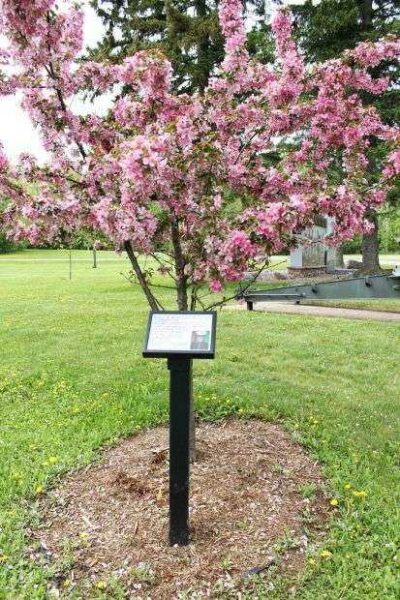 LANCE CPL. JOHN J. MATTEK MEMORIAL TREE