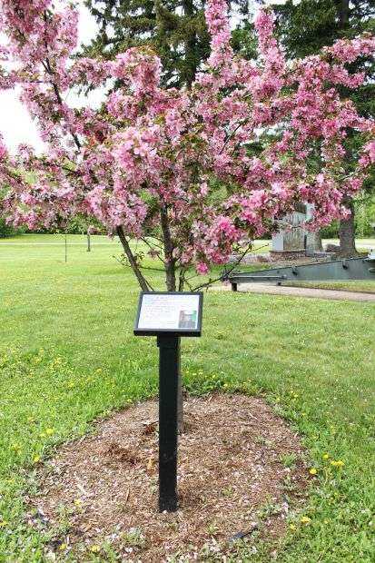 LANCE CPL. JOHN J. MATTEK MEMORIAL TREE