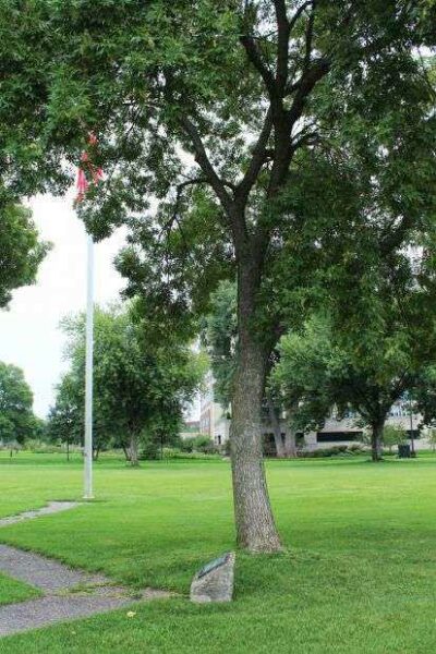 LA CROSSE WORLD WAR I VETERANS MEMORIAL TREE