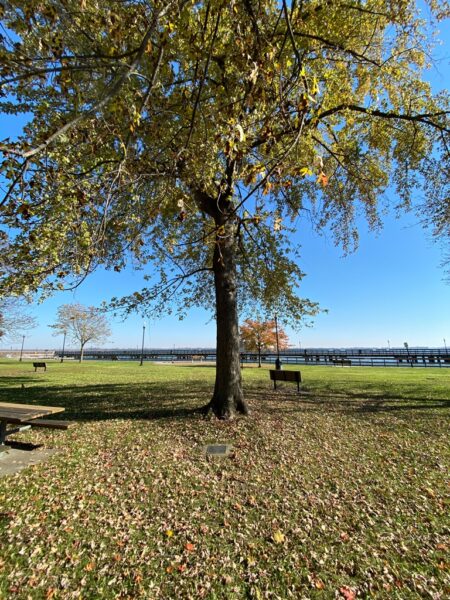 THE FREEDOM TREE PFC. GREGORY REA BENTON, JR. WAR MEMORIAL