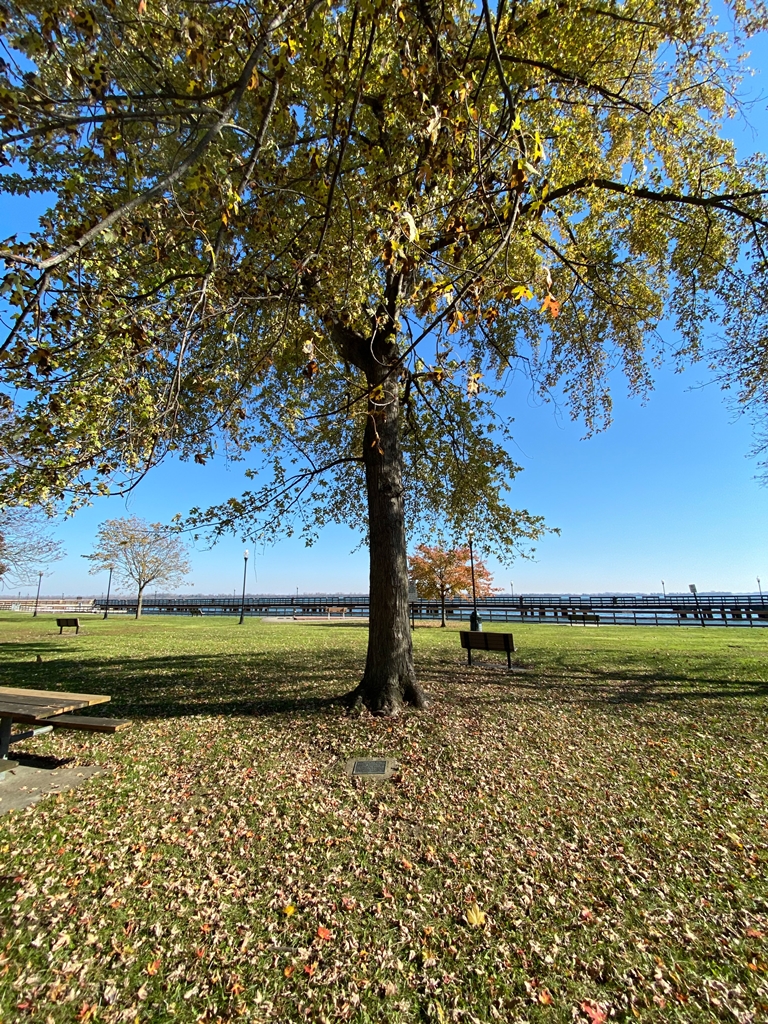 THE FREEDOM TREE PFC. GREGORY REA BENTON, JR. WAR MEMORIAL