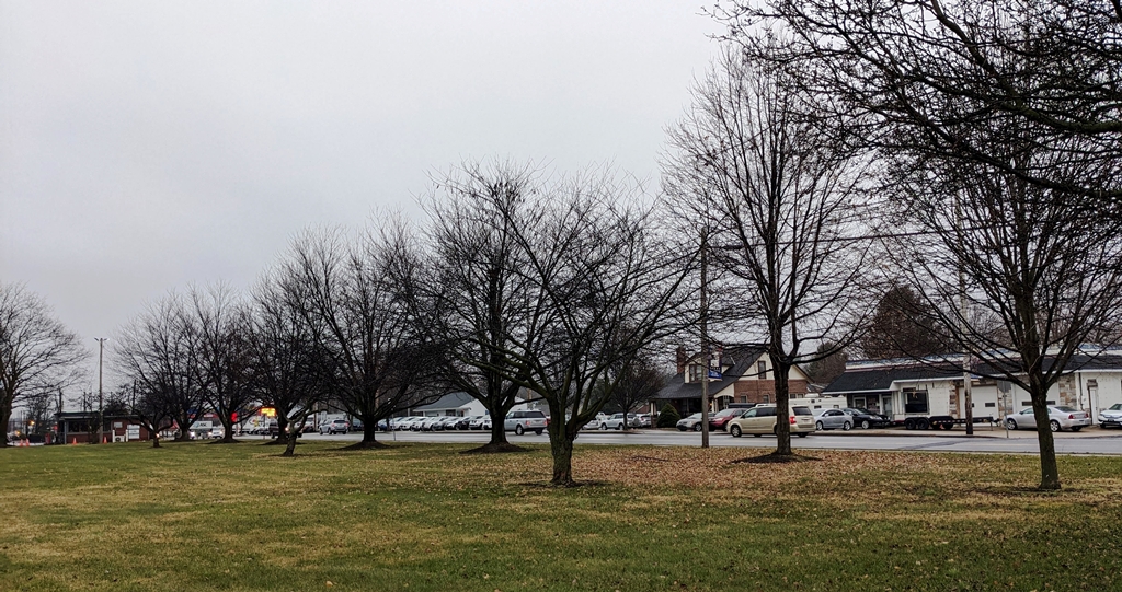 9/11 REMEMBRANCE TREES 11 PLANTED ON EAST SIDE MEMORIAL