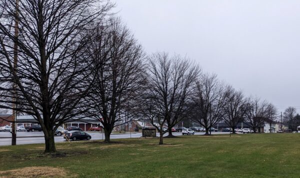 9/11 REMEMBRANCE TREES 9 PLANTED ON WEST SIDE MEMORIAL