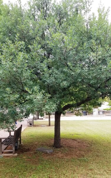 FREDERICKSBURG AMERICAN DEFENDERS OF BATAAN AND CORREGIDOR MEMORIAL TREE