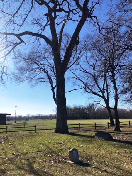 AMERICAN ELM GEORGE WASHINGTON MEMORIAL TREE