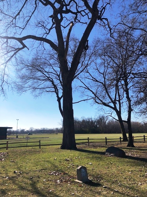 AMERICAN ELM GEORGE WASHINGTON MEMORIAL TREE