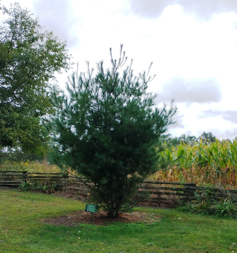 70TH YEAR OF PEARL HARBOR DAY MEMORIAL TREE