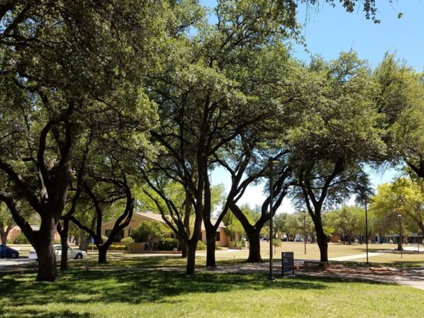 ANGELO STATE UNIVERSITY MEMORIAL OAK GROVE