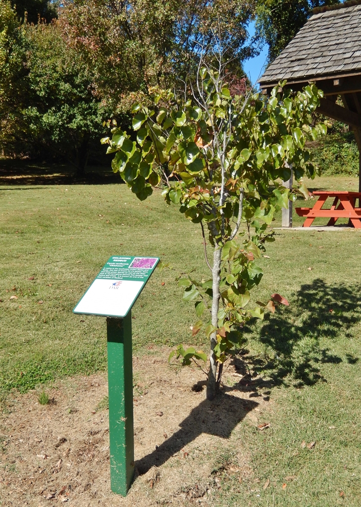DAUGHTERS OF THE AMERICAN REVOLUTION MEMORIAL TREE