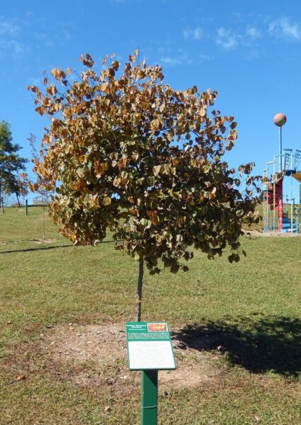 PVT. MICHAEL WIDENER CONTINENTAL ARMY WAR MEMORIAL TREE