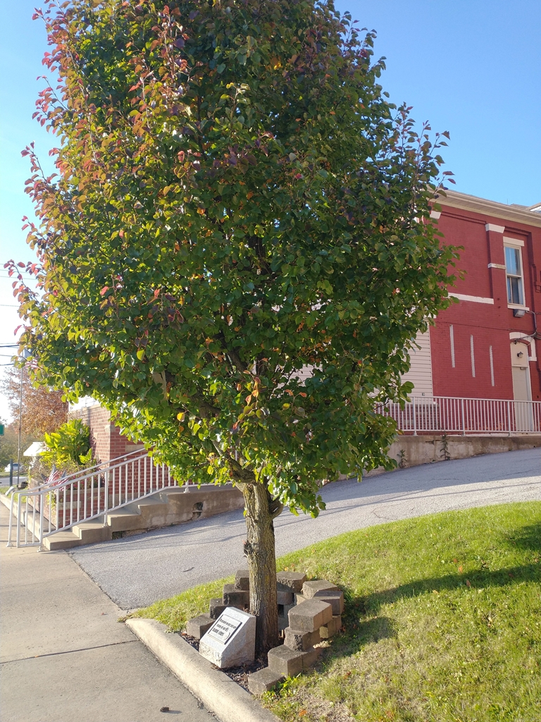WOODSFIELD U.S. MARINE CORPS MEMORIAL TREE