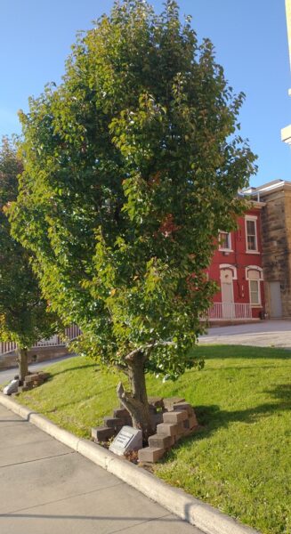 WOODSFIELD U.S. COASTGUARD MEMORIAL TREE