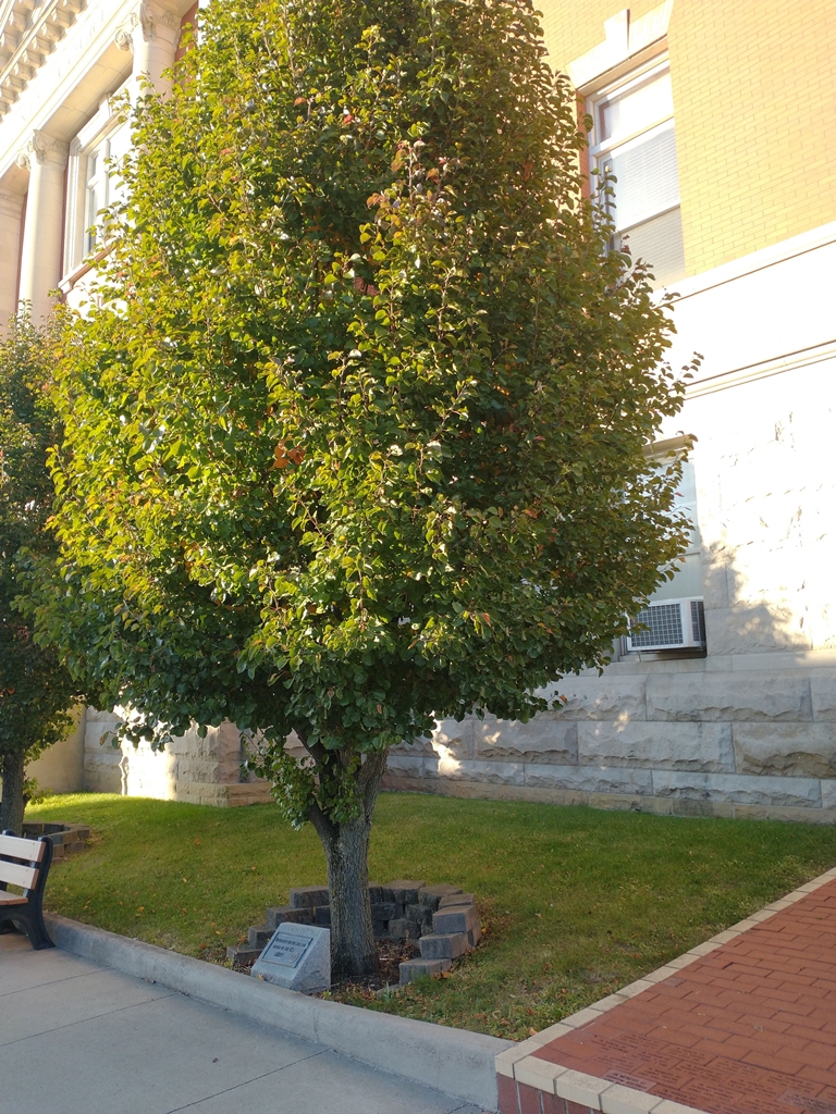 WOODSFIELD U.S. ARMY MEMORIAL TREE