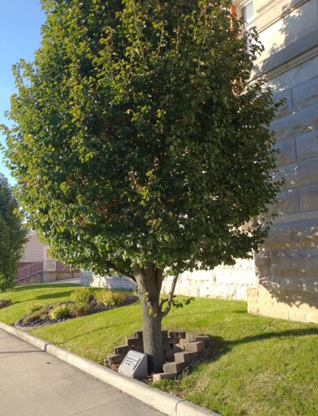 WOODSFIELD U.S. AIR FORCE MEMORIAL TREE