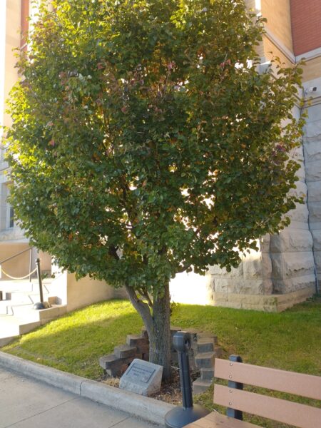 WOODSFIELD U.S. NAVY MEMORIAL TREE