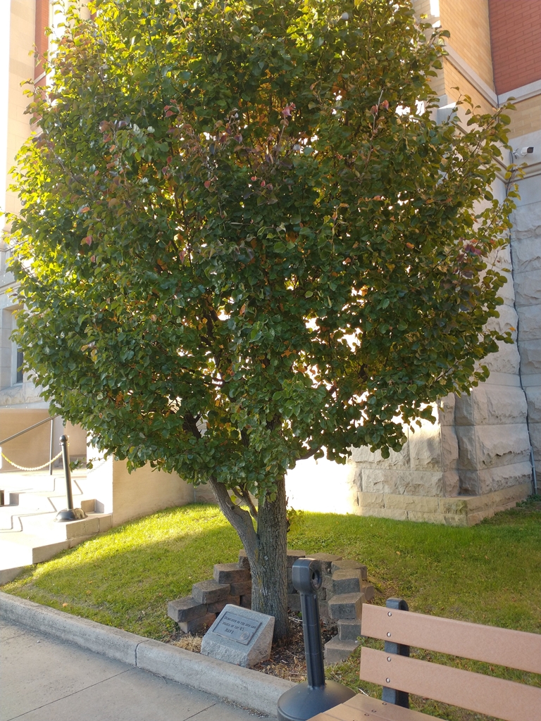WOODSFIELD U.S. NAVY MEMORIAL TREE