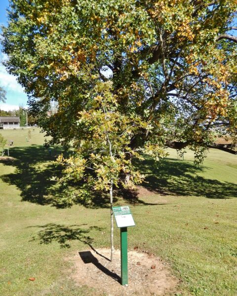 SONS OF THE AMERICAN REVOLUTION MEMORIAL TREE