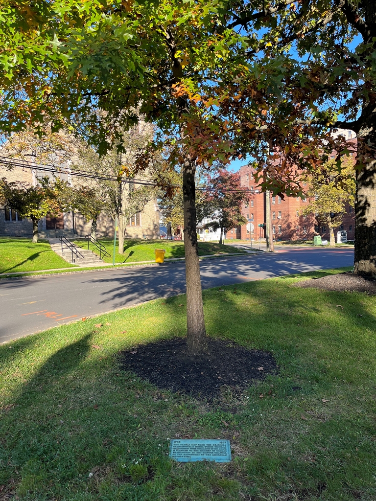 CAMBRIDGE ELM MEMORIAL TREE