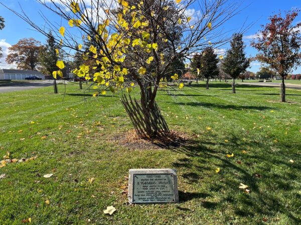E. FREDERIC WRIGHT WAR MEMORIAL TREE