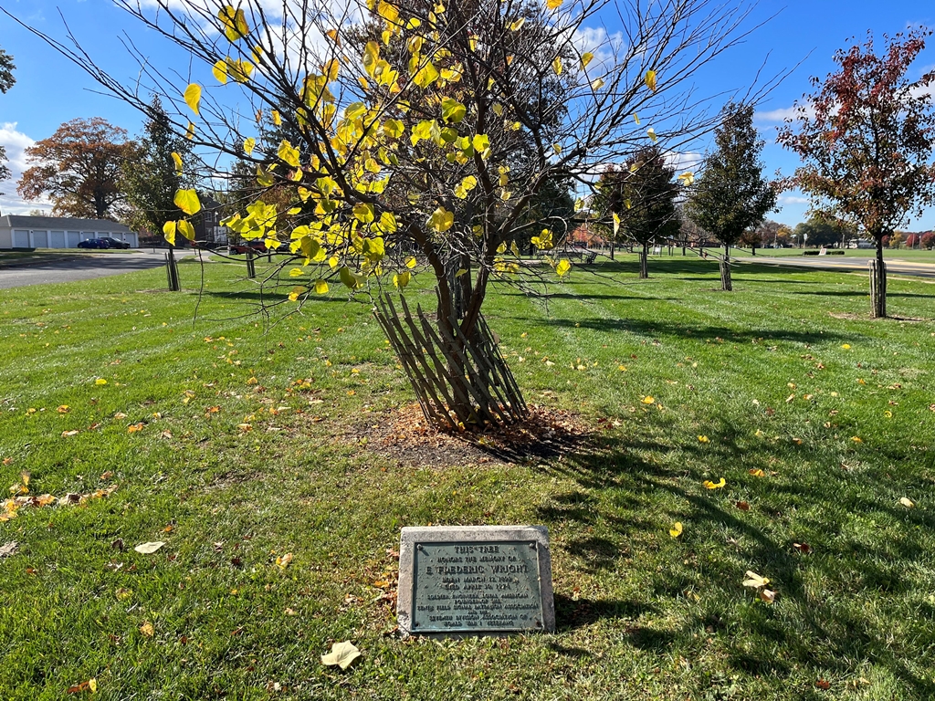E. FREDERIC WRIGHT WAR MEMORIAL TREE
