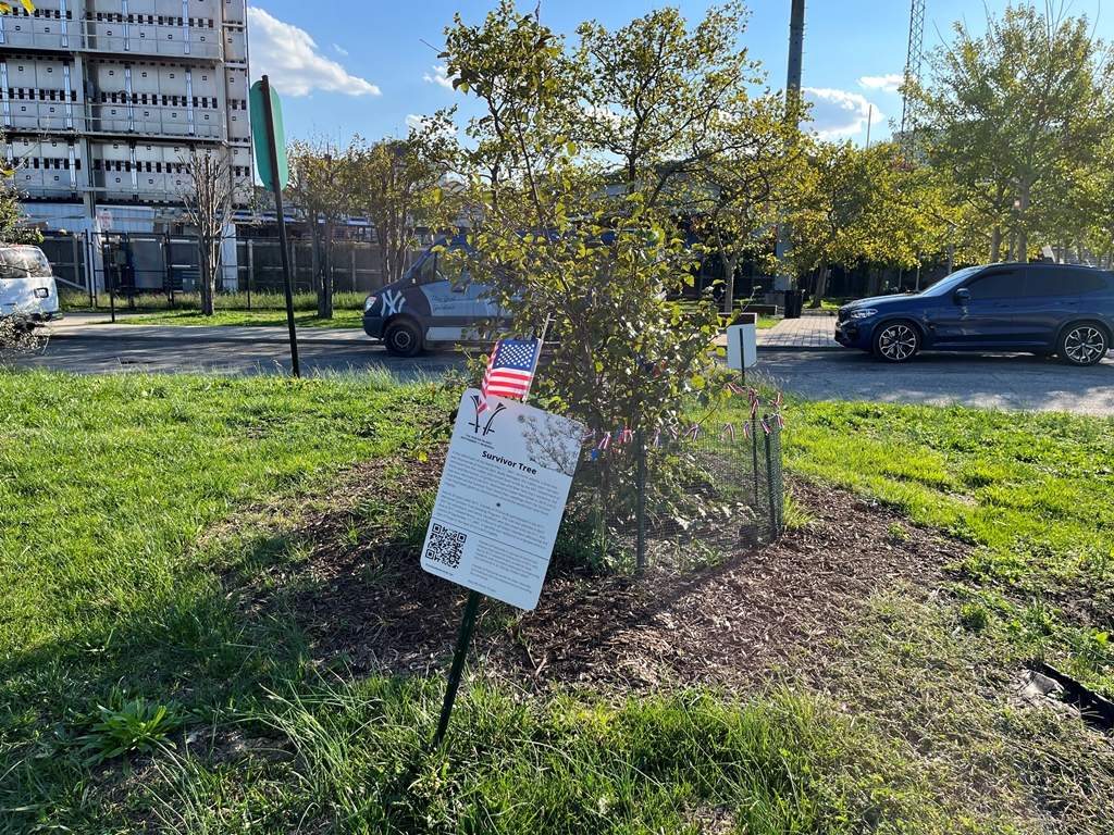 THE STATEN ISLAND SEPTEMBER 11, 2001 MEMORIAL SURVIVOR TREE