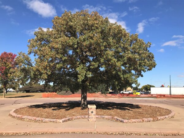 SIOUX FALLS LIBERTY TREE MEMORIAL
