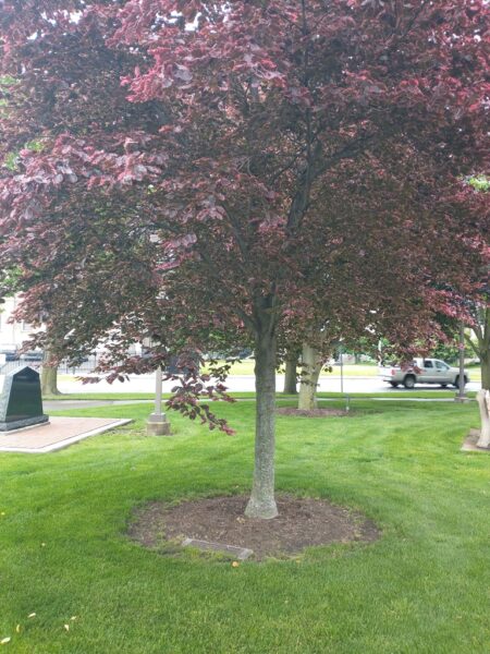 DESERT STORM WAR MEMORIAL TREE
