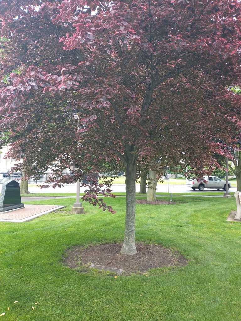DESERT STORM WAR MEMORIAL TREE