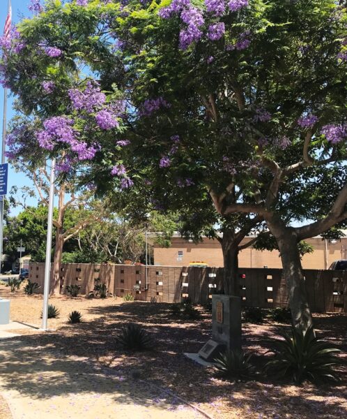 THE FREEDOM TREE COL ROOSEVELT HESTLE WAR MEMORIAL