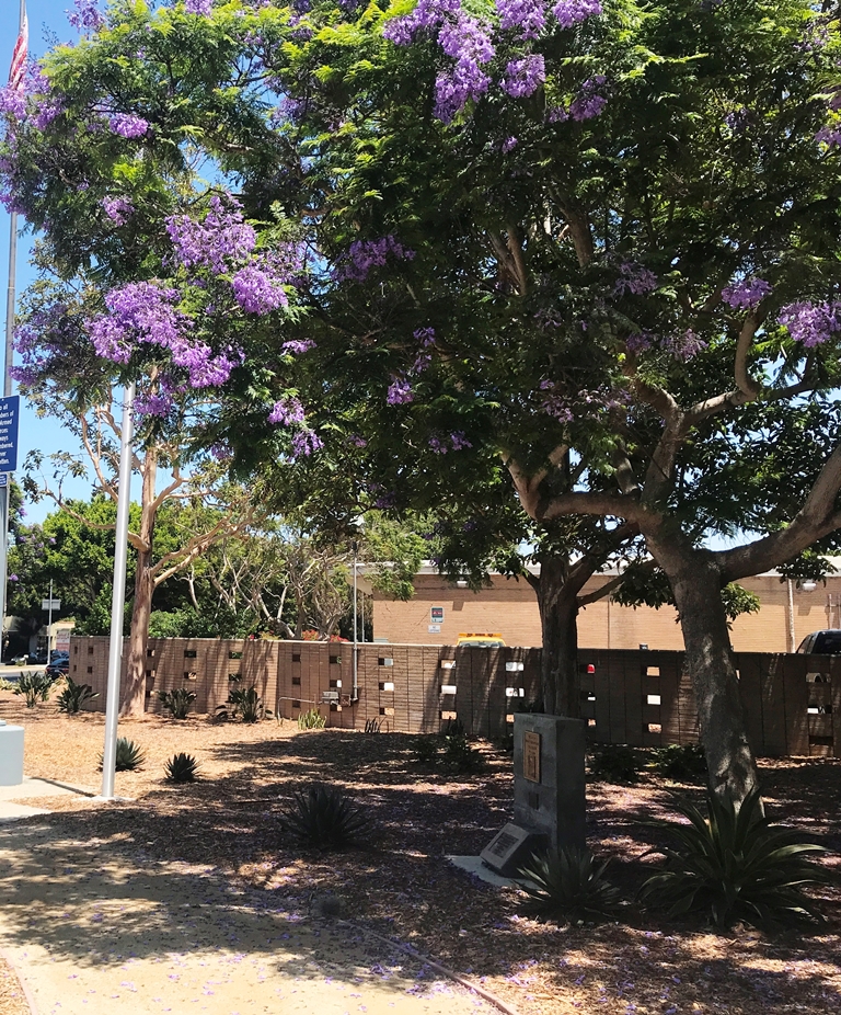 THE FREEDOM TREE COL ROOSEVELT HESTLE WAR MEMORIAL