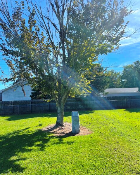 AMERICAN LIBERTY ANNIVERSARY ELM MEMORIAL